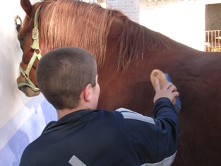 Niño cepillando caballo